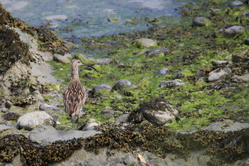 Wild eurasian curlew looking for food at low tide (in the Saint-Brieuc bay Nature Reserve in France)