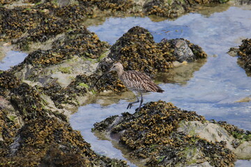 Wild eurasian curlew looking for food at low tide (in the Saint-Brieuc bay Nature Reserve in France)