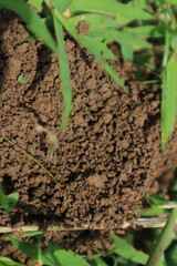 Sprout Growing on Soil Small plant sprouting from fertile brown soil.