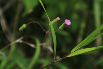 Tiny Purple Wildflower Close-up of a small purple wildflower against a green background.