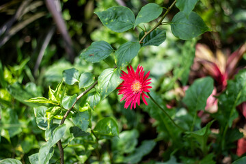 Red flowers, tree leaves, and a greenery background blur
