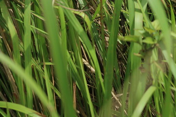 Green Plant Leaves Closeup Close-up view of tall green plant leaves.