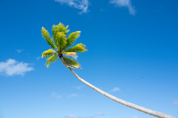 Coconut tree and blue sky