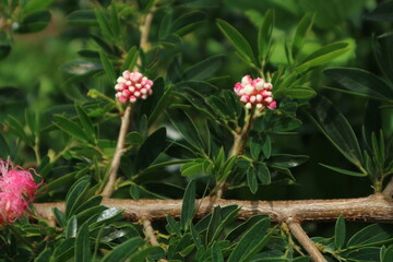 Pink Bud Flower on Green Leaves Closeup of small pink flower buds growing among green leaves.