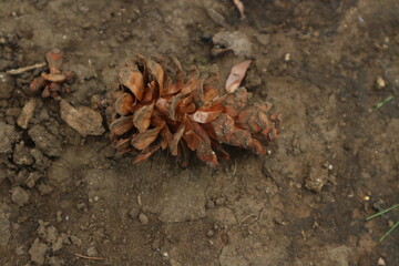 Pine Cone on Soil Closeup of a brown pine cone lying on the ground soil.