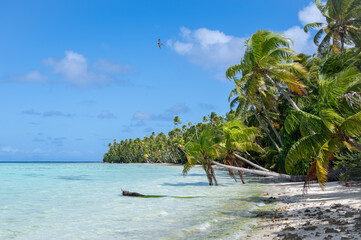 Coconuts tree on a white sand beach