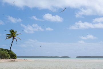 A flock of birds in paradise