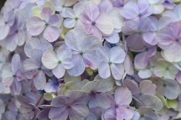 Pastel Hydrangea Flowers Closeup Soft pastel hydrangea blooms with delicate petal texture.