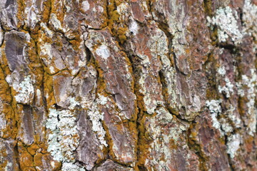 Tree Bark Texture Closeup Detailed closeup of rough brown tree bark texture with natural cracks.
