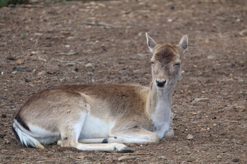 deer in the woods