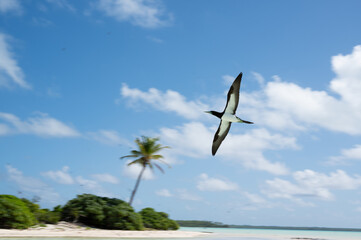 Bird flyby in paradise