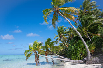 Coconuts tree on a white sand beach