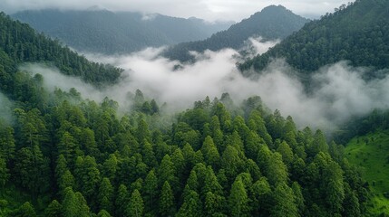 Fototapeta premium Aerial scenery showing foggy highlands covered in dense green trees, fading into distance