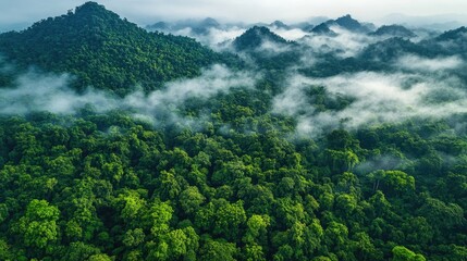 Drone shot over thick green forest on mountain slopes with patches of fog hugging the terrain