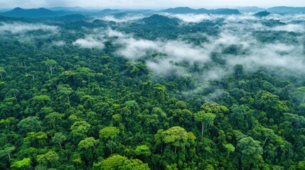 Obraz premium Drone shot over thick green forest on mountain slopes with patches of fog hugging the terrain