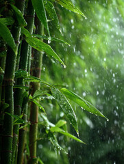 レインアンドバンブー