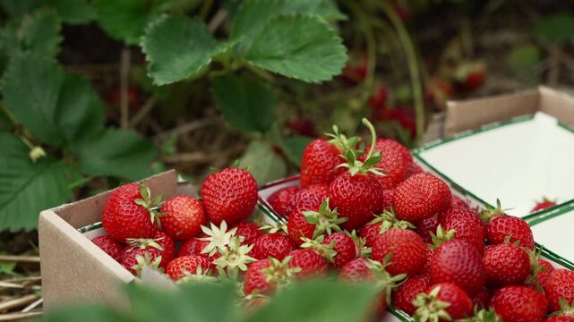 Hand Placing Fresh Strawberry into Box, Close-Up