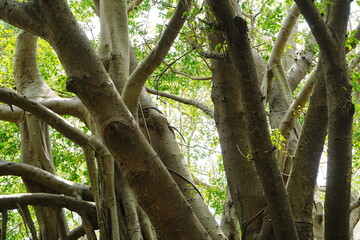 Banyan Tree at Anping Tree House in Tainan, Taiwan - 台湾 台南 安平樹屋