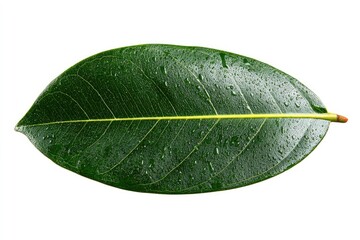A single, dark-green leaf, ovate with prominent central vein, glistening with water droplets against a pure white background