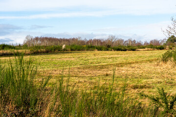Fototapeta premium Menhir, dolmen, mégalithe