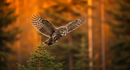 Fototapeta premium Silent hunter's flight: Great Grey Owl soaring in golden forest light.
