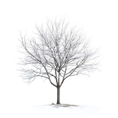 Obraz premium Detailed pencil sketch of a bare tree with intricate branches against a white background