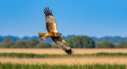 Obraz premium Majestic Hawk Soaring Through Blue Sky