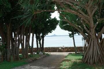 Obraz premium palm trees on the beach