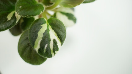 Macro close-up of an African violet (Saintpaulia) variegated leaf with green and white patterns, isolated on a light background. Detailed botanical photography highlighting the unique foliage texture.