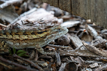 Texas Spiny Lizard
