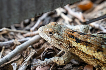 Texas Spiny Lizard