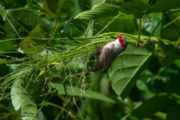 Common Waxbill (Estrilda astrild) Searching for Nesting Material on Hawaii