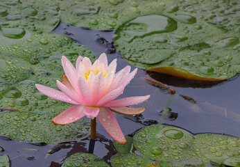 pink water lily