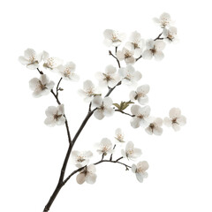 Obraz premium Delicate White Blossoms Artistic Spring Branch Abstract Background