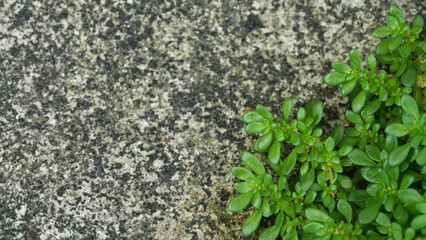 Close-up of lush green Pilea microphylla plants growing along a textured stone surface. The composition provides ample copy space, making this high-quality image ready to use for all designs.