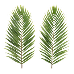 Fototapeta premium Two realistic green palm fronds with delicate white edges on a clean white background