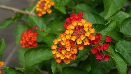 Close-up of lantana flowers in full bloom, with clusters of vibrant red, orange, and yellow petals surrounded by lush green leaves.