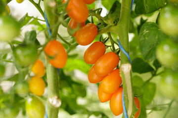 Close-up of juicy orange tomatoes ripening on a vine. Perfect for fresh salads or sauces.