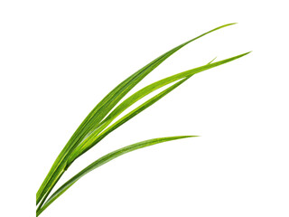 Vivid green grass blades against stark black background leaf plant, Isolated, Png Transparent Background