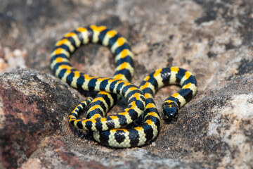 Close-up of a beautiful Spotted Harlequin Snake (Homoroselaps lacteus) on a rock in the fynbos, in the Western Cape, South Africa