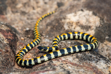 Close-up of a beautiful Spotted Harlequin Snake (Homoroselaps lacteus) on a rock in the fynbos, in the Western Cape, South Africa