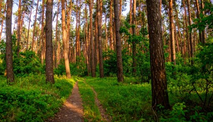 Obraz premium A serene forest path winding through tall trees and lush greenery, inviting exploration and connection with nature.