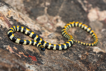 Close-up of a beautiful Spotted Harlequin Snake (Homoroselaps lacteus) on a rock in the fynbos, in the Western Cape, South Africa