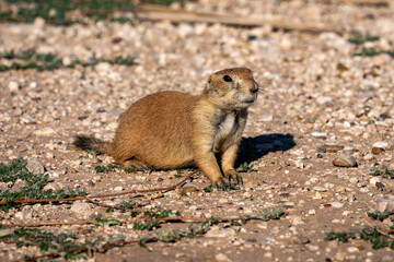 Prairie Dog in Lubbock