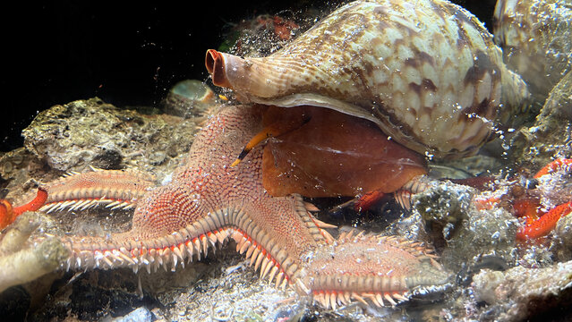Triton&acute;s Horn, Trumpet Shell, Atlantic triton (Charonia lampas - Charonia variegata) chasing a starfish (Astropecten aranciacus) Argentiera. Sardinia, Italy, mediterranean sea 
