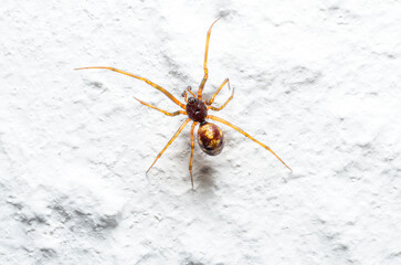 Macro: a small spider on a white wall