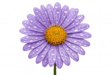 Purple daisy flower with water drops isolated on transparent background, ideal for floral compositions or spring themes