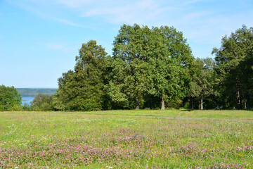 Green Meadow with clover flowers Under Blue Sky with oak Trees and Lake in the Distance