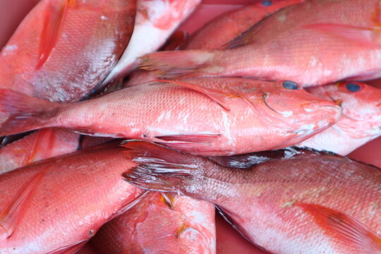 Fresh Red Snapper Fish at Market Fresh red snapper fish displayed on ice at a seafood market, perfect for fishing and culinary purposes.