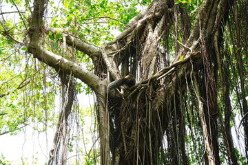 Fototapeta premium Banyan Tree at Anping Tree House in Tainan, Taiwan - 台湾 台南 安平樹屋